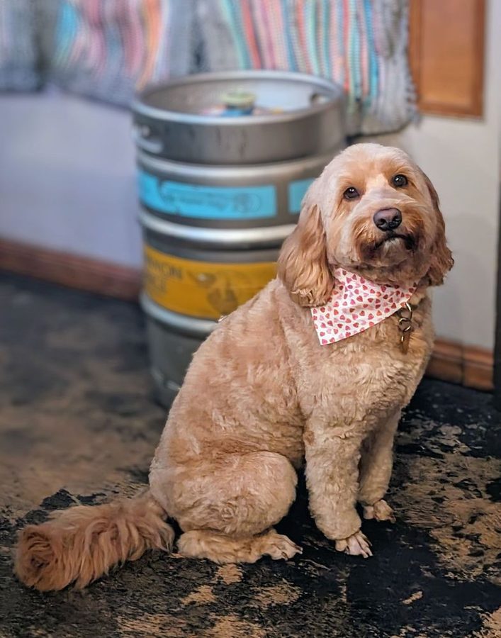 Cockapoo with a strawberry-print bandana sitting calmly after a groom