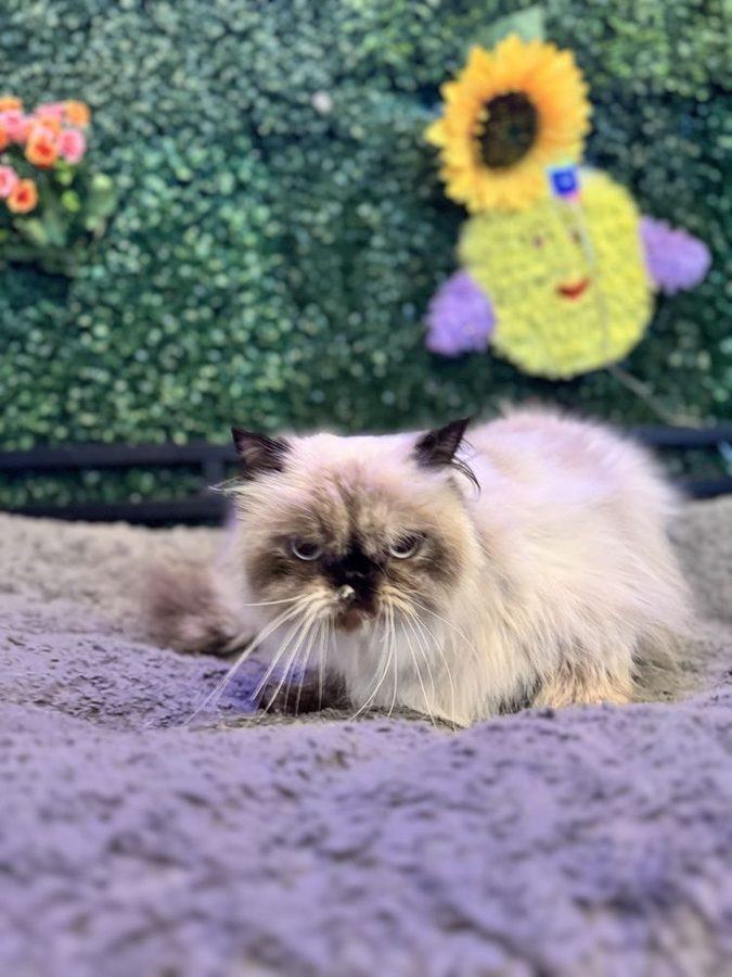Long-haired Himalayan cat lounging on a soft gray blanket