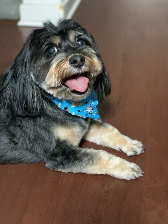 Black-and-tan dog with a fresh haircut wearing a blue bandana