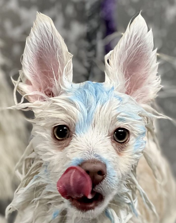 White pup mid-bath with safe blue-tinted ears, licking its nose