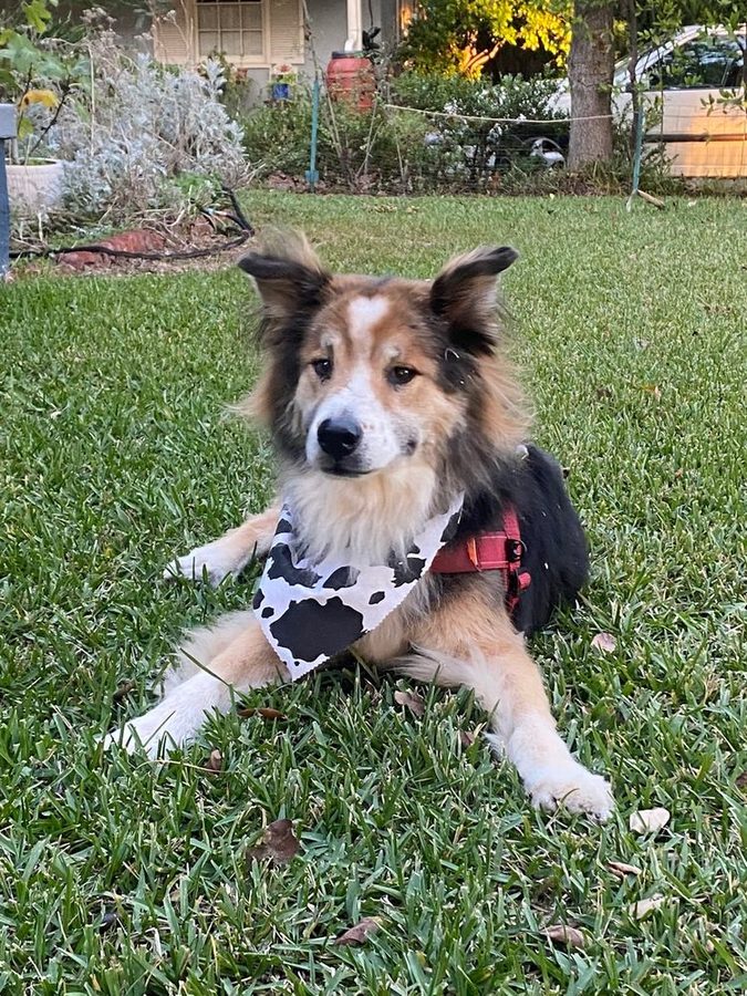 Collie mix relaxing on the grass in a cow-print bandana after grooming