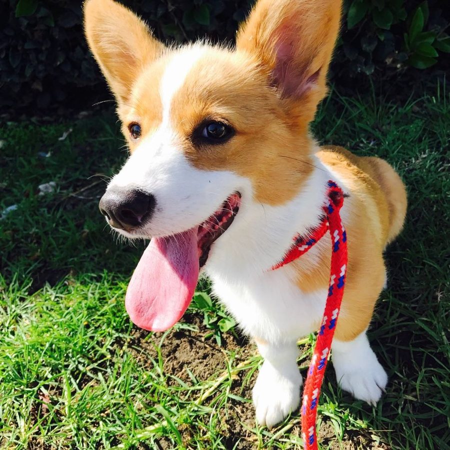 Corgi puppy in the sunshine with its tongue out
