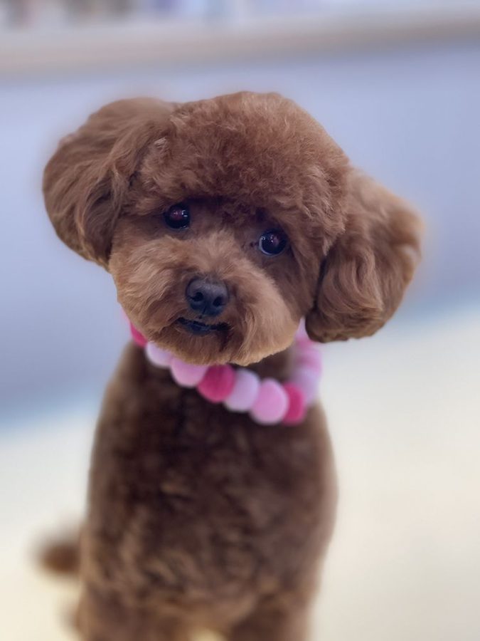 Red toy poodle with a round, fluffy fresh haircut and a pink pom collar