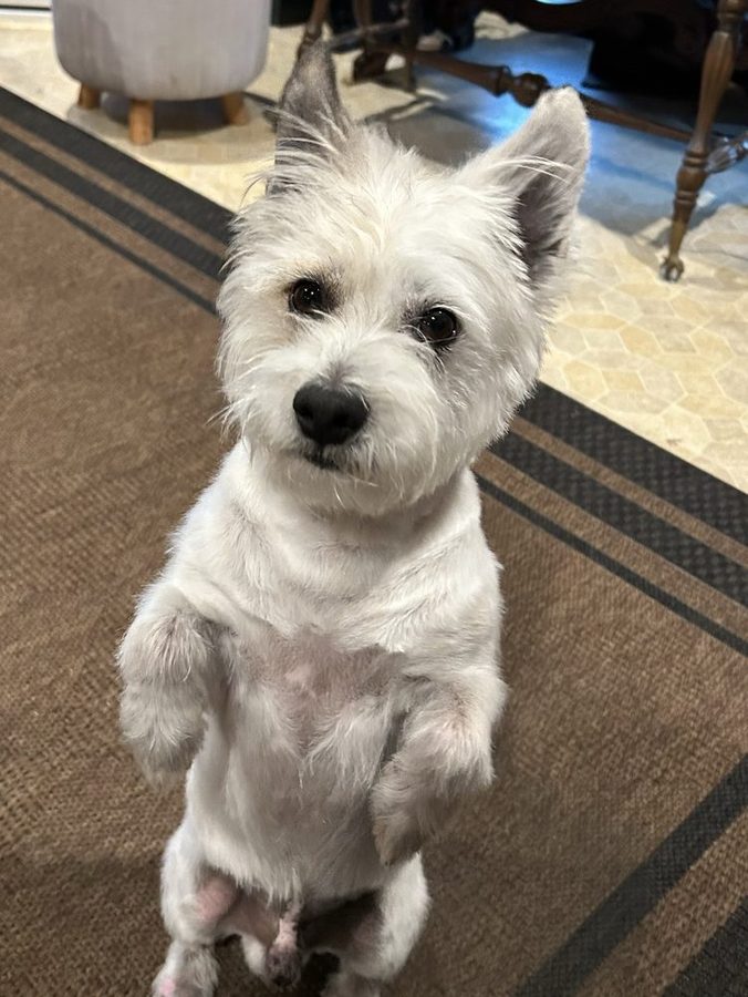 Freshly trimmed westie sitting up on its hind legs