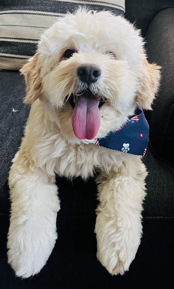 Freshly groomed cream doodle wearing a navy paw-print bandana, tongue out and happy